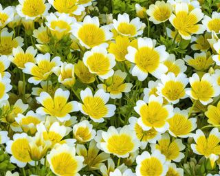 Αυγό ποσέ Limnanthes douglasii