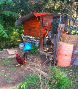 Evicting the rooster from the coop